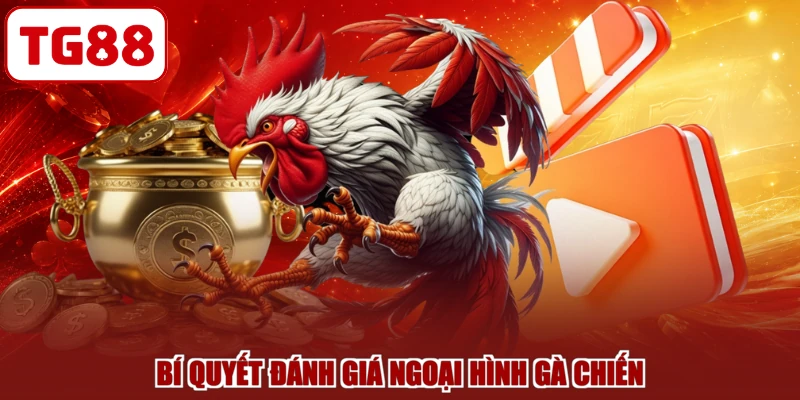 Bí quyết đánh giá ngoại hình gà chiến