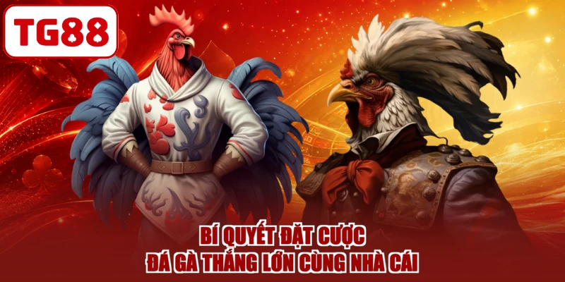 Bí quyết đặt cược đá gà thắng lớn cùng nhà cái