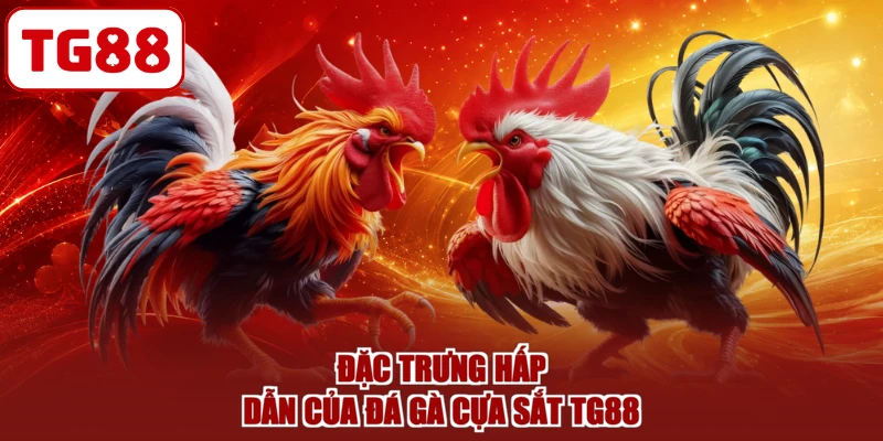 Đặc trưng hấp dẫn của đá gà cựa sắt TG88